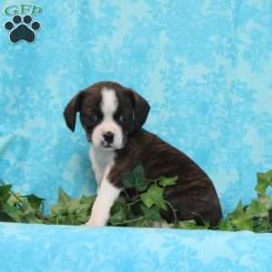 Mocha, Boston Terrier Mix Puppy
